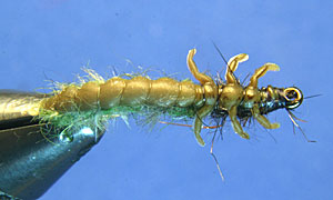 sililegs larva