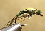 LE-quill_nymph dkol
